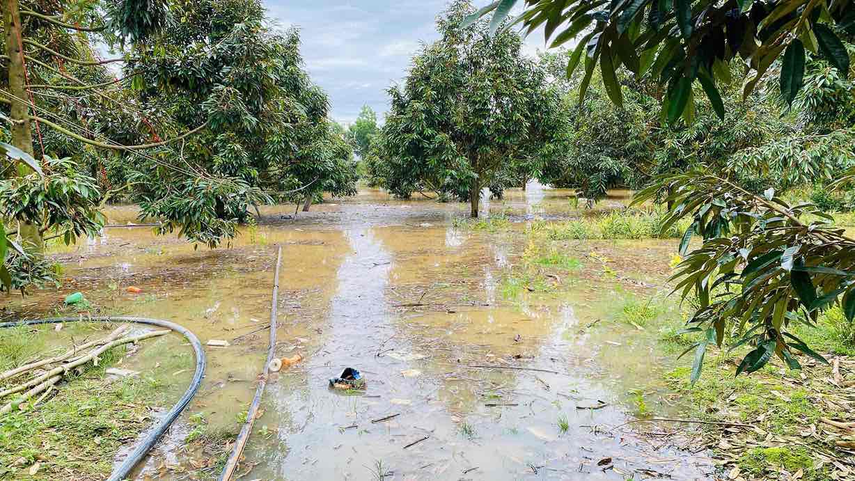 Ngap vuon cay an trai o xa Dak Lua, tinh Dong Nai. Anh: HAC