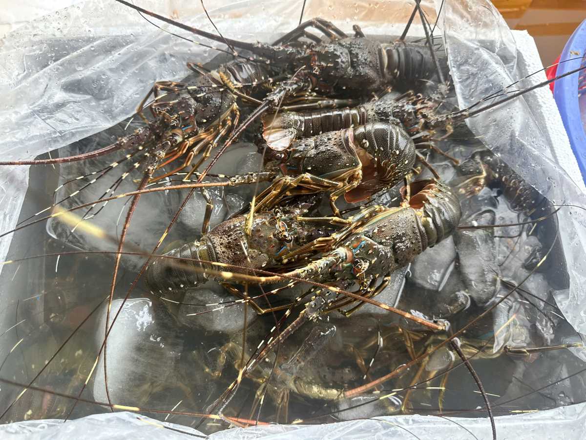 Hang trieu con Tom hum o Dak Lak den luc xuat chet trang sau khi nuoc lu rut. Anh: Phuong Uyen.