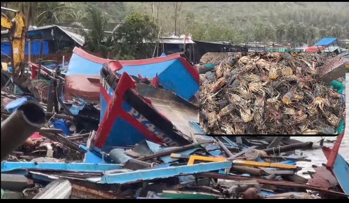 Storms and floods have caused millions of lobsters in the capital Song Cau (Dak Lak) to die completely. Photo: Phuong Uyen