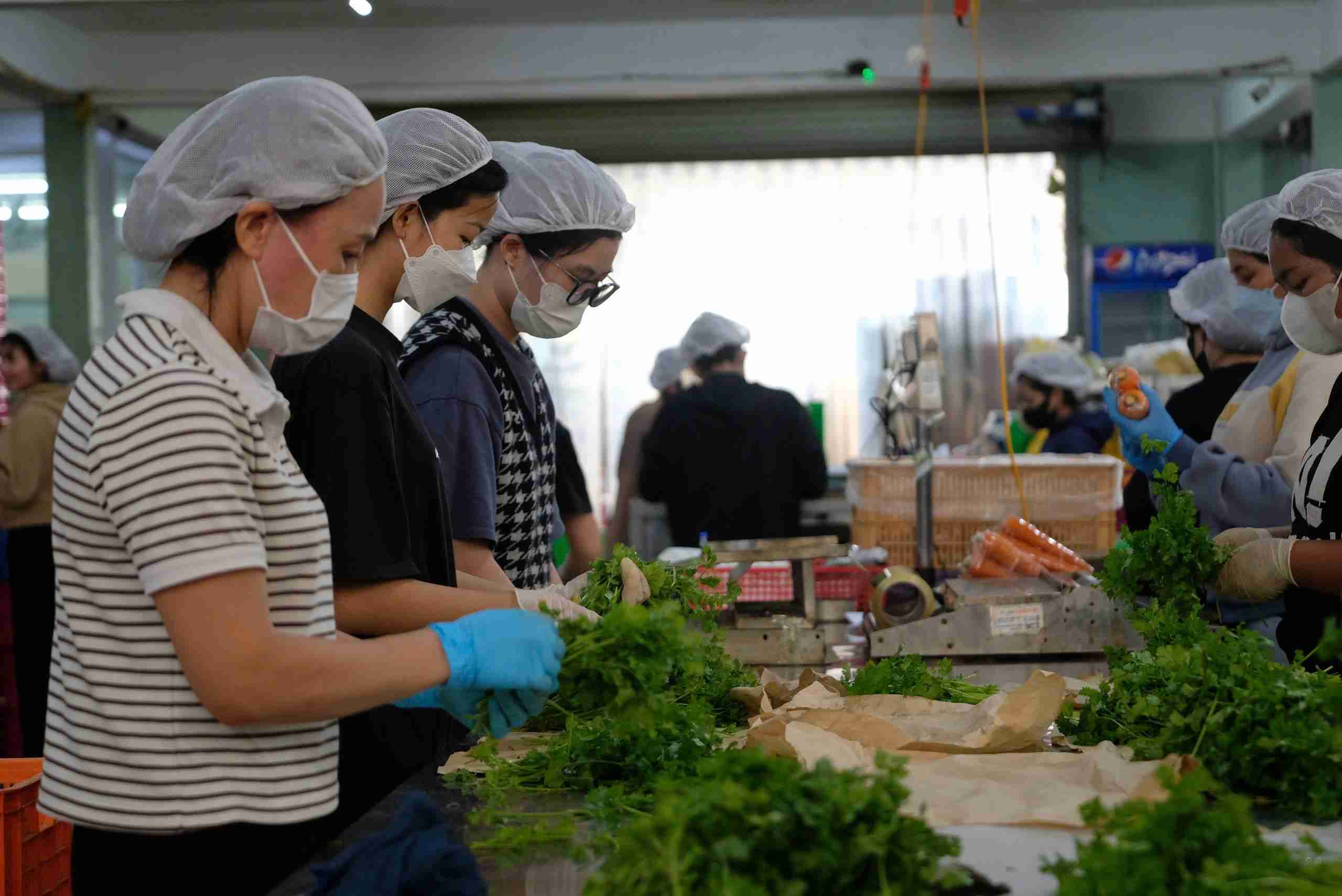 Mua lu gay thiet hai nang tai cac vung chuyen canh rau o Lam Dong khien gia cac loai rau cu tang cao. Anh: Phuc Khanh.