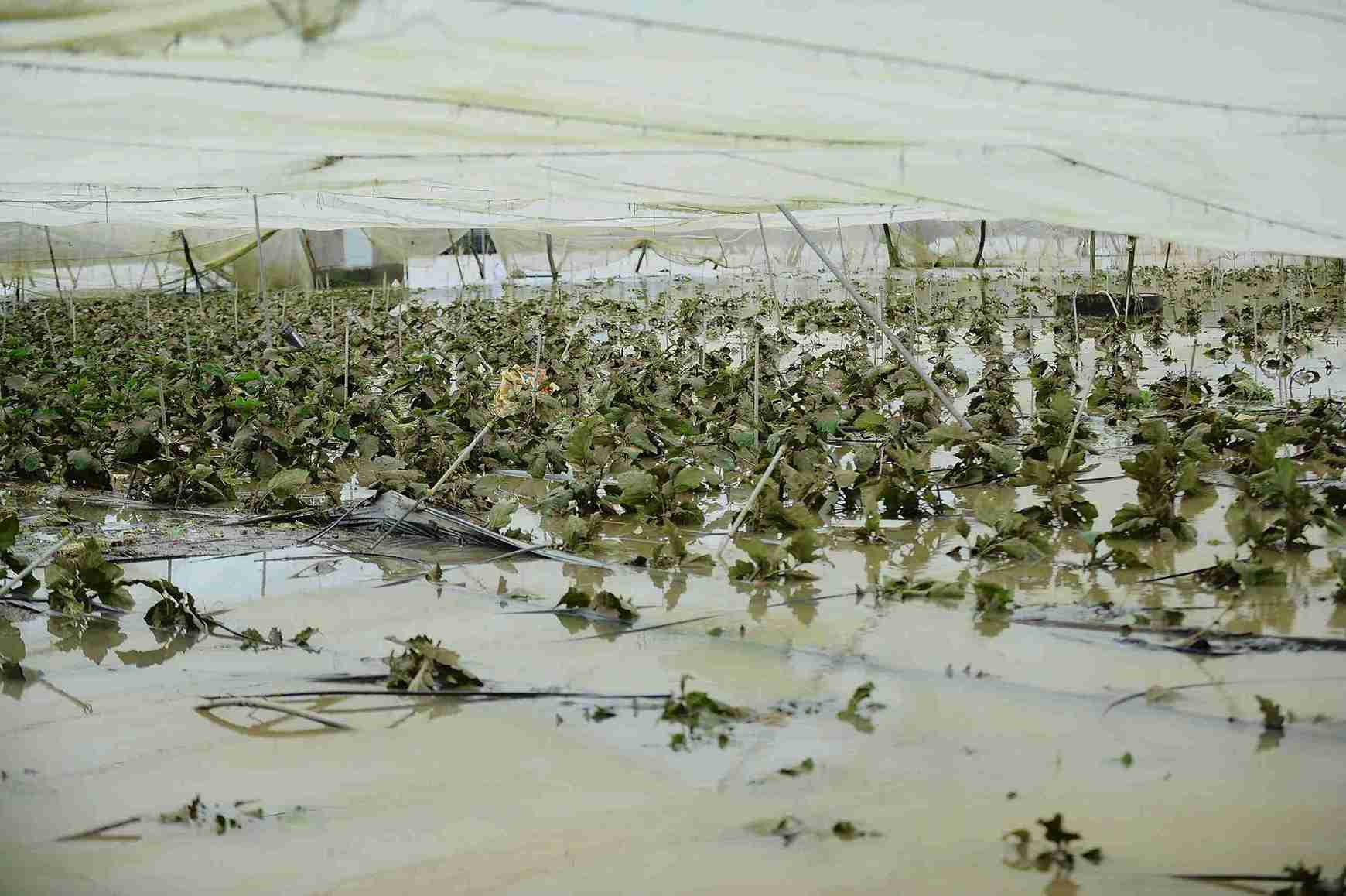 Vung san xuat rau cu xa D'ran bi nuoc lu nhan chim khien hang tram ha rau cu bi xoa so. Anh: Phuc Khanh