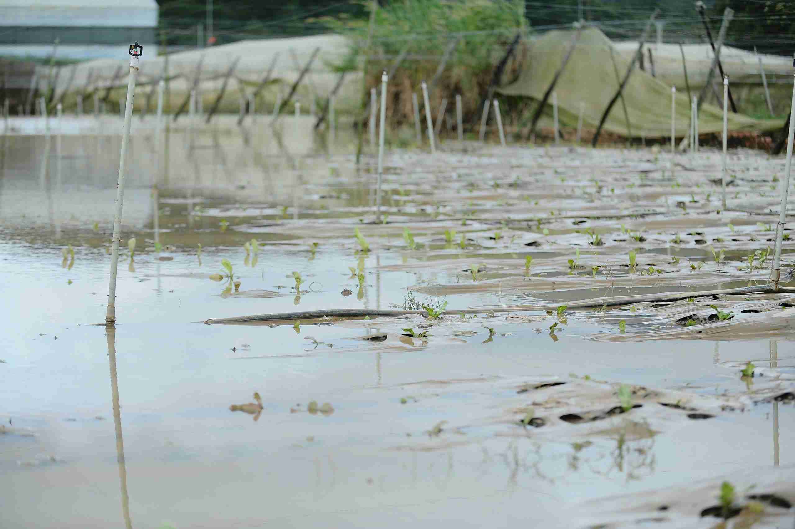 Nhieu dien tich san xuat rau cu tai xa D'ran (Lam Dong) bi xoa so sau tran lu lich su vao dem 19.11. Anh: Phuc Khanh