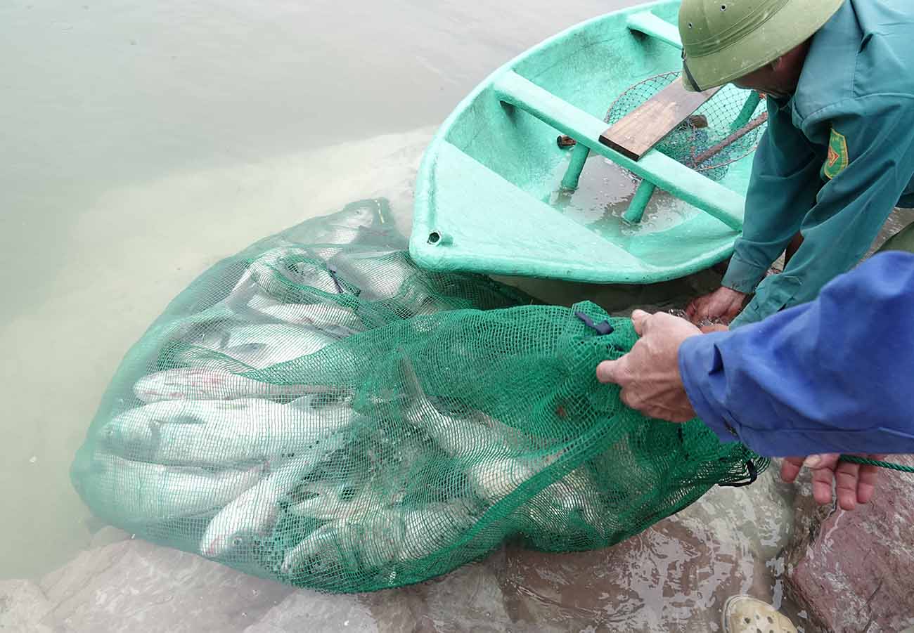 Hang chuc con ca duoc cho vao bao lon ngam duoi nuoc de ca khong bi chet. Anh: Tran Tuan.