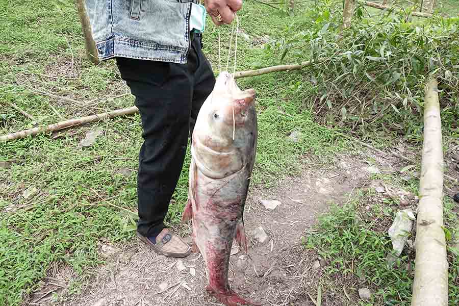 Con ca me nang hon 10kg. Anh: Tran Tuan.