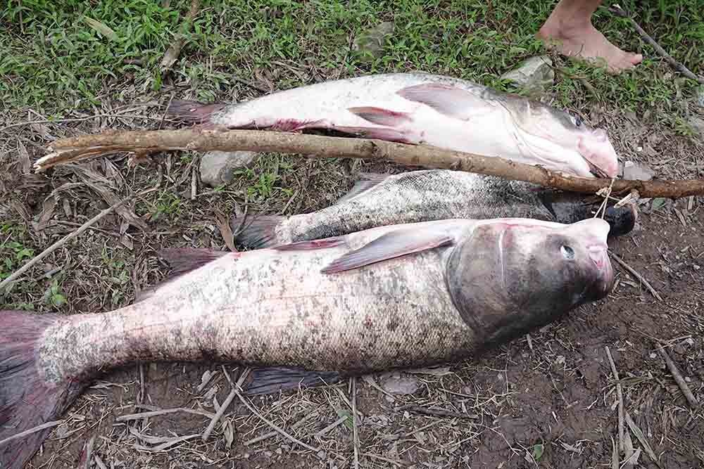 The sesame fish weighing nearly 10kg were caught by local people after overflowing Ke Go lake. Photo: Tran Tuan.