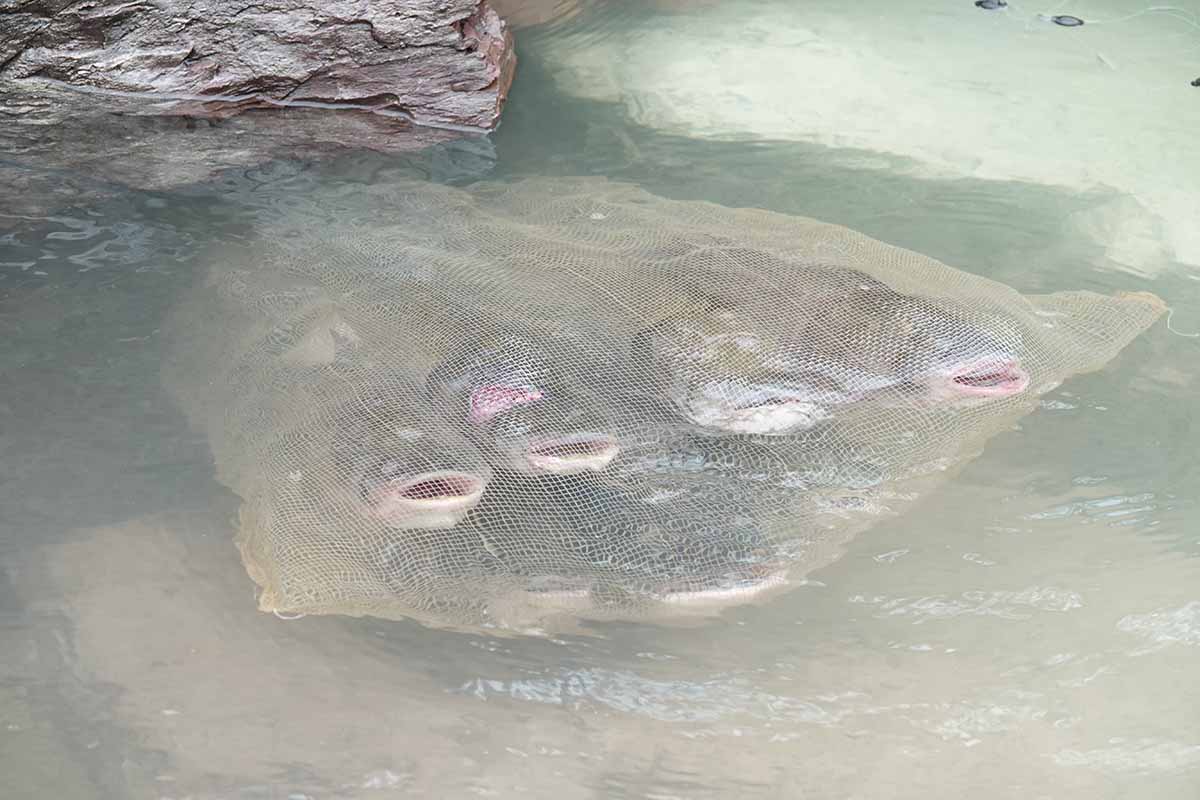 Nhung con ca dang da mieng tho sau khi bi bat tap hop lai. Anh: Tran Tuan.