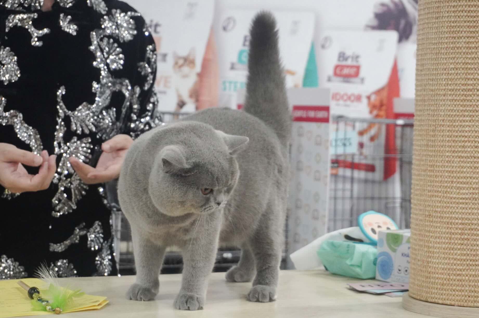 Cac thi sinh meo thuoc nhieu giong khac nhau duoc chu nhan dua den tham du cuoc thi cua FFF Viet Nam.