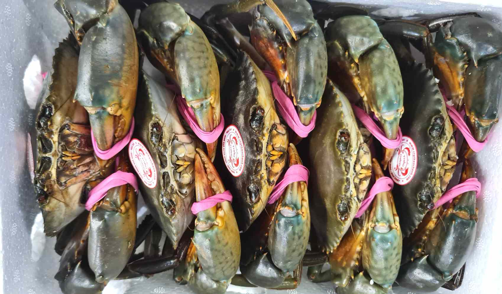 Cua Ca Mau sau Ngay hoi duoc ky vong se buc pha phat trien manh. Anh: Nhat Ho