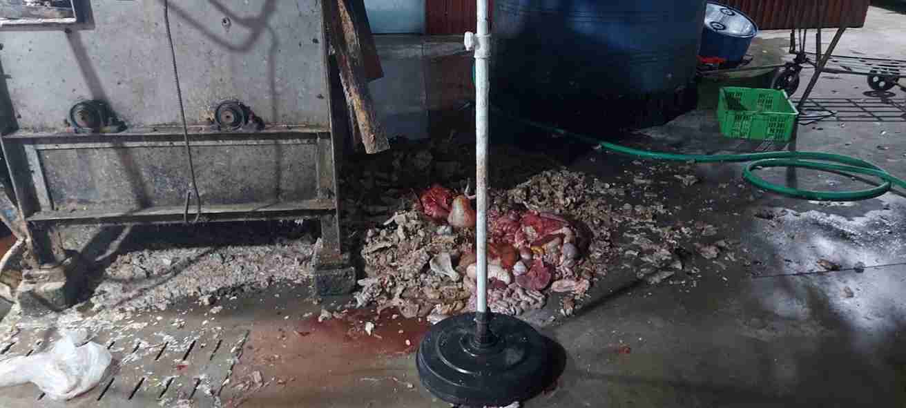 Hình ảnh trại lợn tại thời điểm kiểm tra. Ảnh: Công an tỉnh Hưng Yên