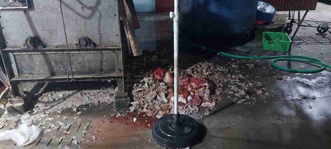 Khởi tố chủ trại lợn ở Hưng Yên giấu dịch tả, vẫn bán ra thị trường