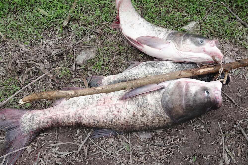 Los peces me 'gigantes' se dirigen a los cimientos de Ke Go la gente aprovecha para rescatarlos venderlos y recaudar millones de VND. Foto: Tran Tuan