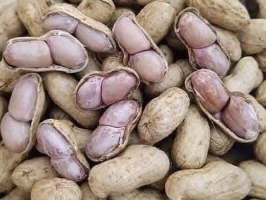 Few people know that peanuts are a type of seed that can support good sleep. Photo: Kieu Vu