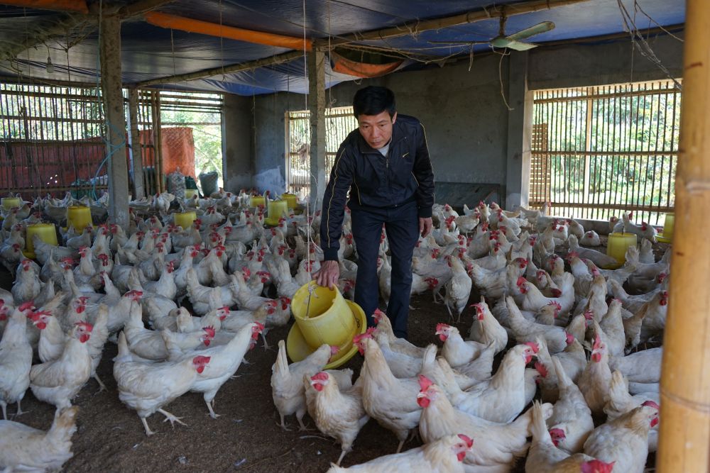Gia đình ông Tuấn hiện đang nuôi hàng nghìn con gà tại khu vực trang trại. Ảnh: Quách Du