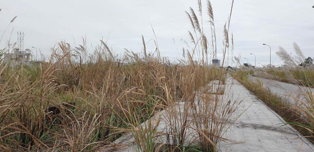 Mot goc Khu do thi Cao Xanh - Ha Khanh. Anh: Nguyen Hung