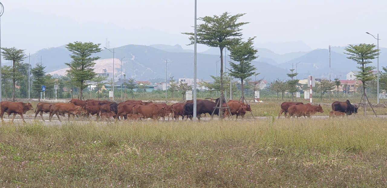 Ben trong du an Emerald Bay – Dien Loan, xa Thong Nhat. Anh: Nguyen Hung
