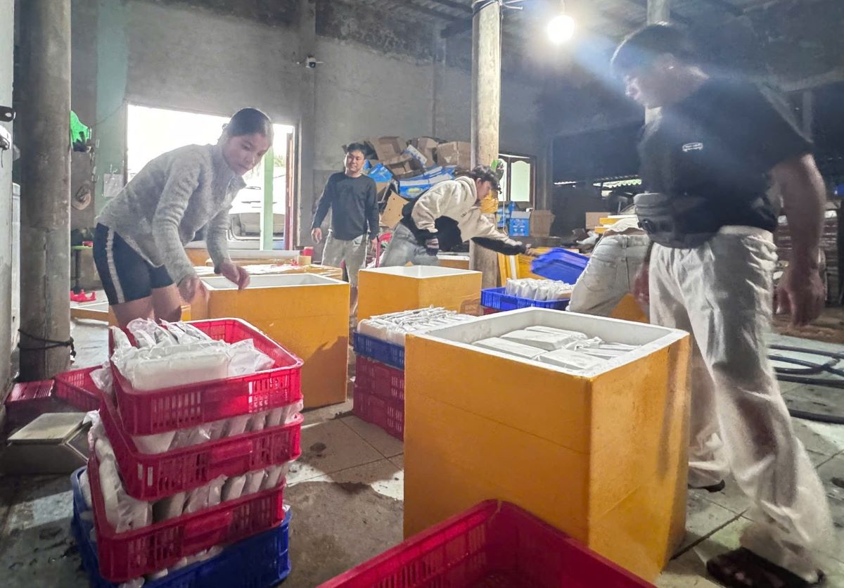 Ca tuoi duoc dong thung de van chuyen vao dat lien. Anh: Pham Duy 