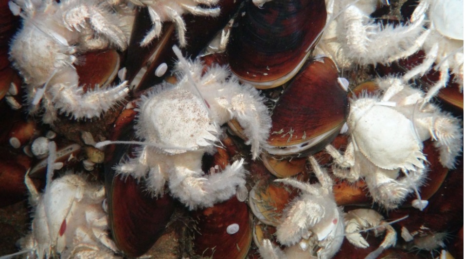 Cac loai sinh vat o . Anh: Trung tam nghien cuu dai duong GEOMAR Helmholtz