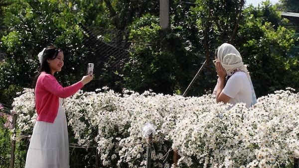 Vườn cúc hoa mi tấp nập những ngày nở rộ. Ảnh: Mỹ Linh. 