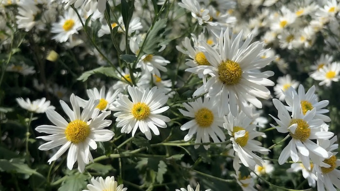 Cúc họa mi thuộc họ cúc, cánh nhỏ, nở thành từng chùm, thường ra hoa vào cuối thu - đầu đông.