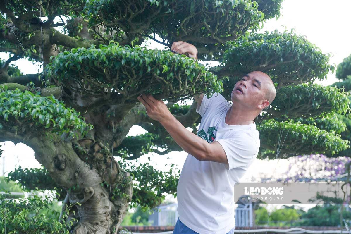 Ong Hoat cham soc ti mi tung chi tiet cua cay. Anh: Ha Vi