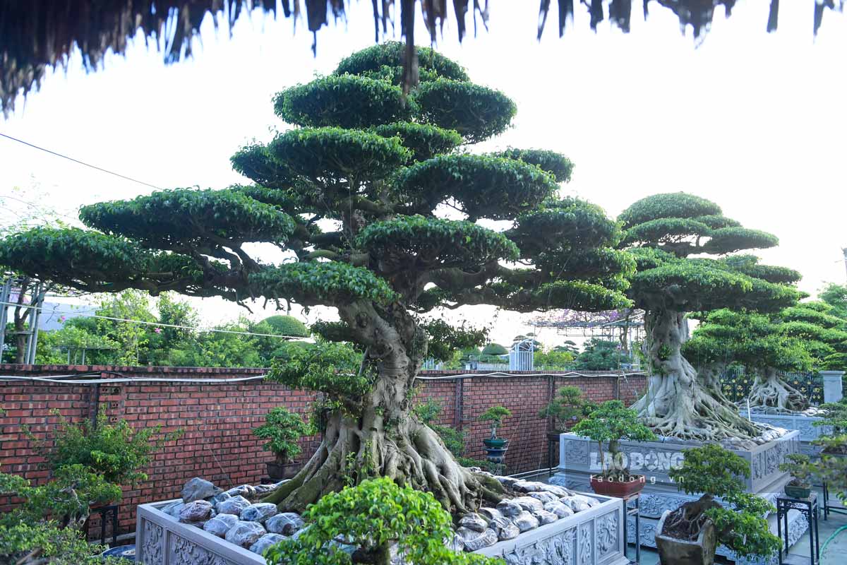 Bo 3 cay sanh co cua ong Hoat