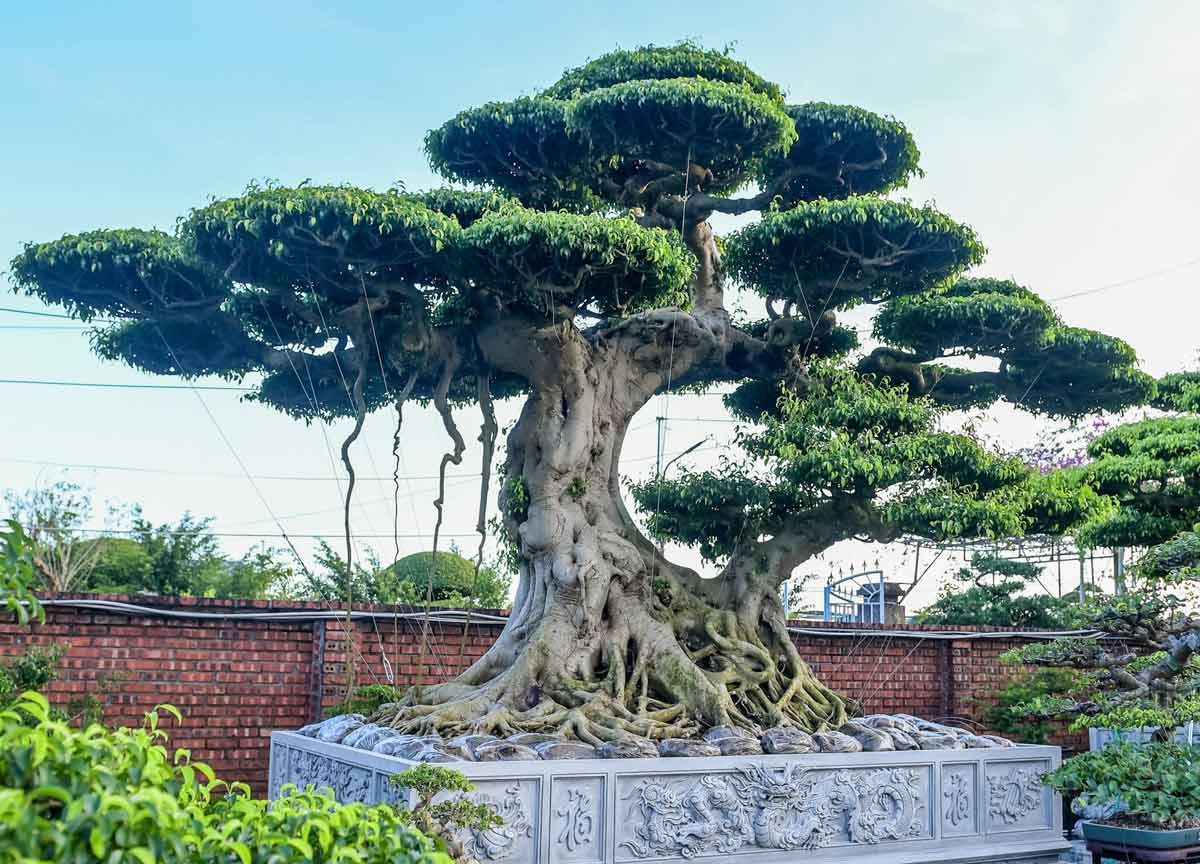 Hoat 씨의 250억 동 이상에 팔린 3개의 반얀 나무 세트의 고대 반얀 나무 작품. 사진: Ha Vi