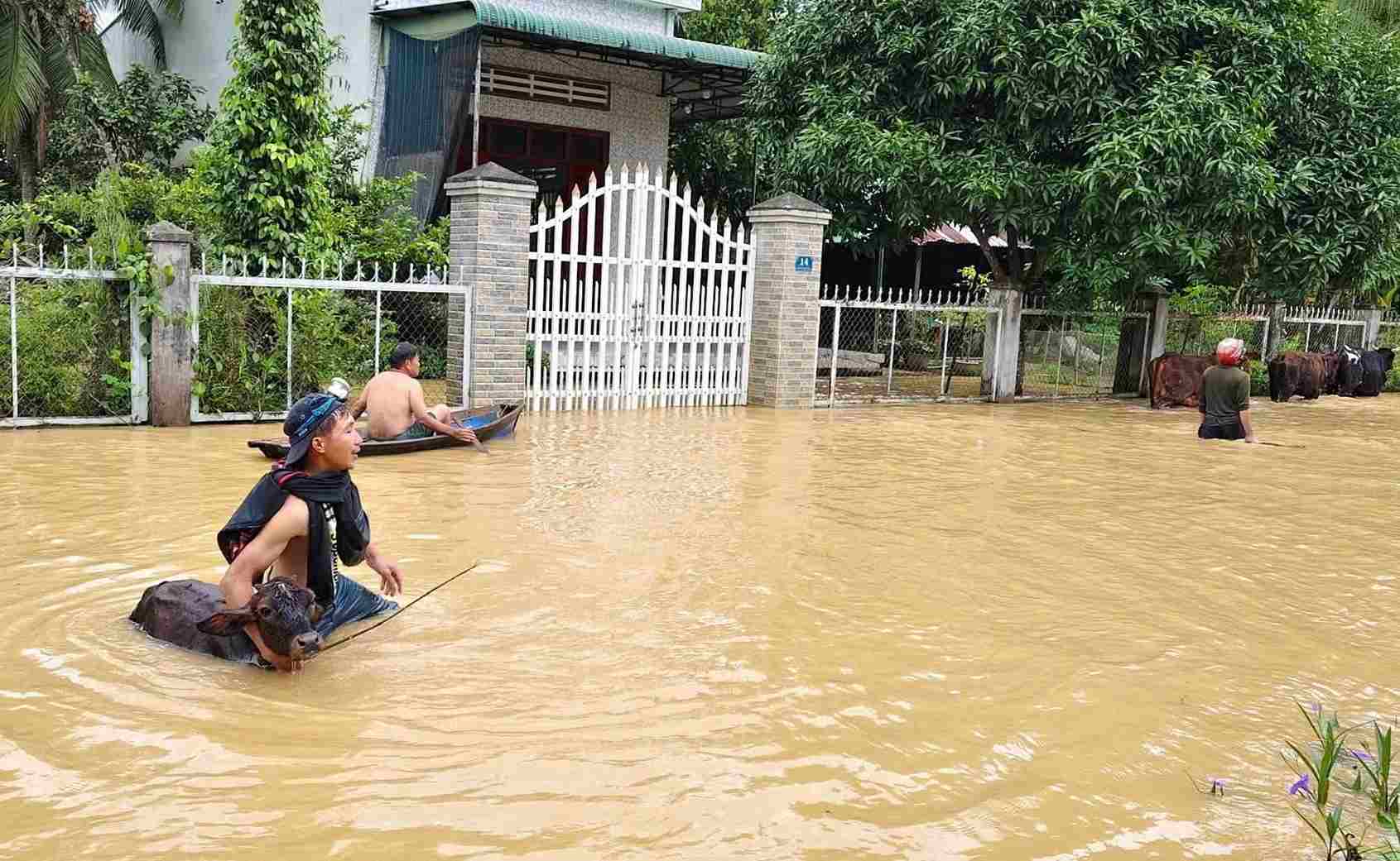Nguoi dan ven song Dong Nai (xa Cat Tien) dua gia suc chay lu. Anh: Phuc Khanh