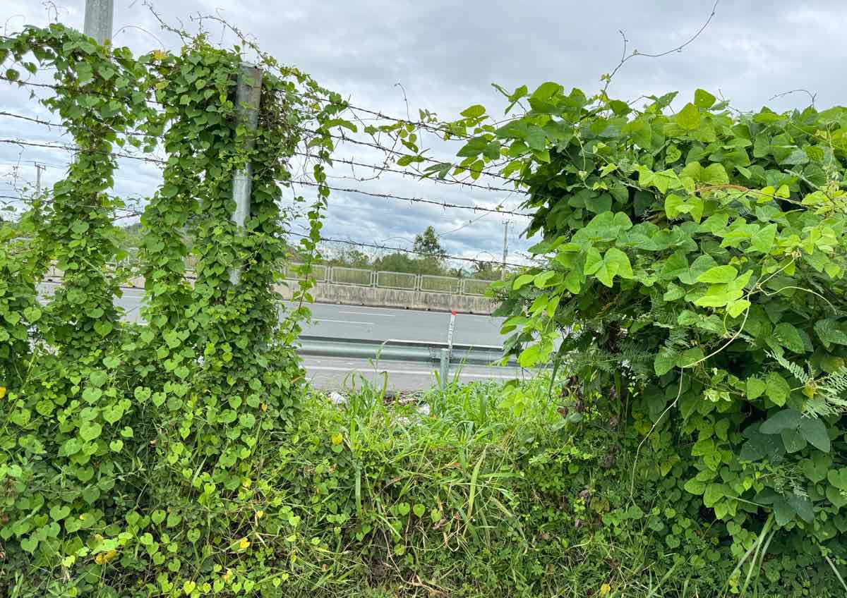 Vi tri bi cat hang rao kem gai tai km233+900 cao toc Vinh Hao - Phan Thiet. Anh: Duy Tuan