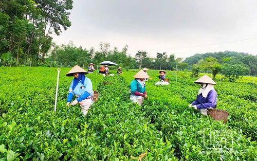 Nho von chinh sach, nhieu ho gia dinh o vung dat Dien Chau chu dong phat trien san xuat kinh doanh, cai thien cuoc song. Ảnh: Minh Uyen  