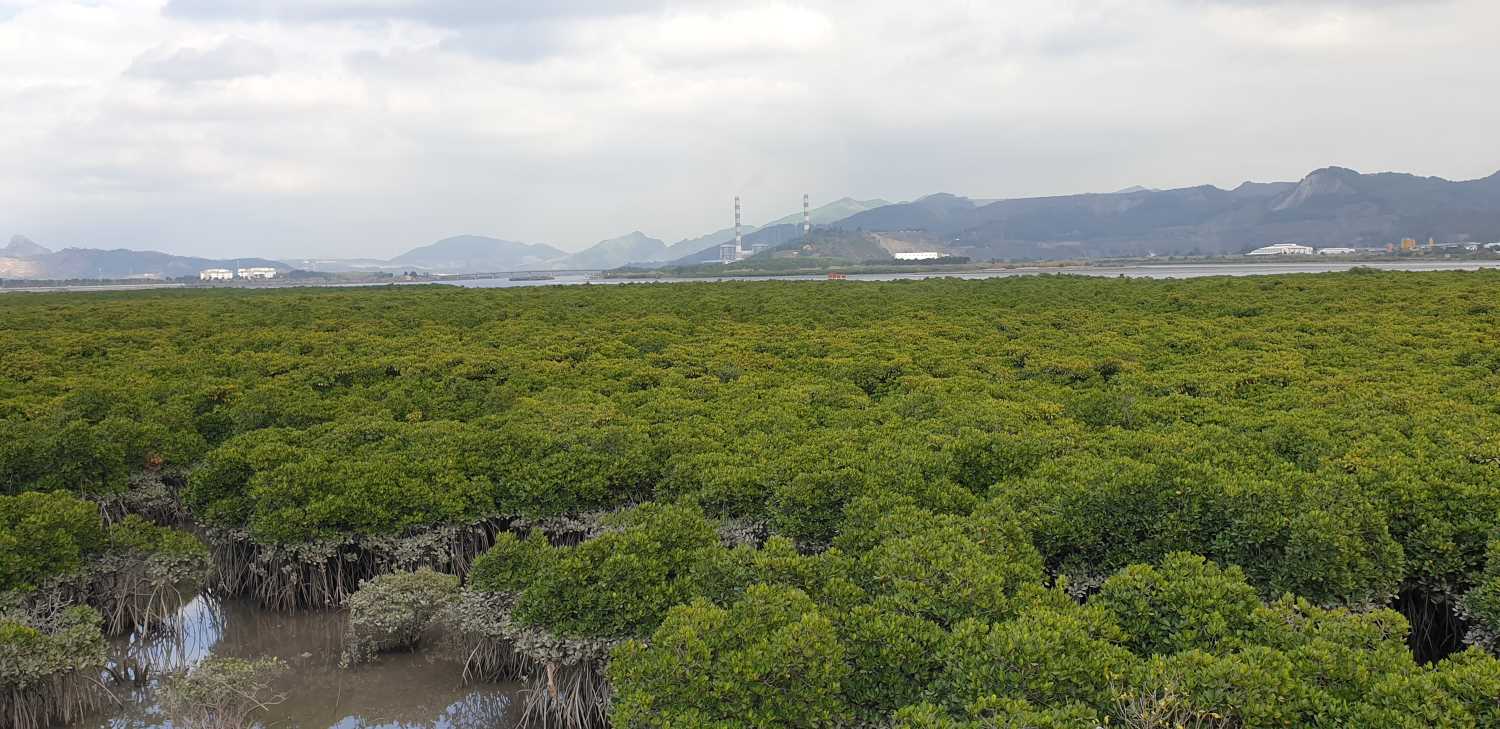 Rung ngap man khu vuc phia Bac vinh Cua Luc, xa Thong Nhat, tinh Quang Ninh. Anh: Nguyen Hung
