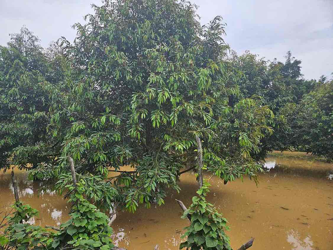 Ngap vuon cay an trai o xa Dak Lua, tinh Dong Nai. Anh: HAC 