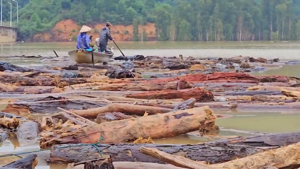 People in Hue have a rare "wood harvest season" after major floods. Photo: Nguyen Luan