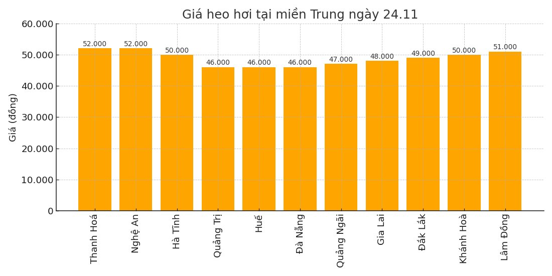 Gia heo hoi hom nay 24.11 tai khu vuc mien Trung. Do hoa: Thuy Linh