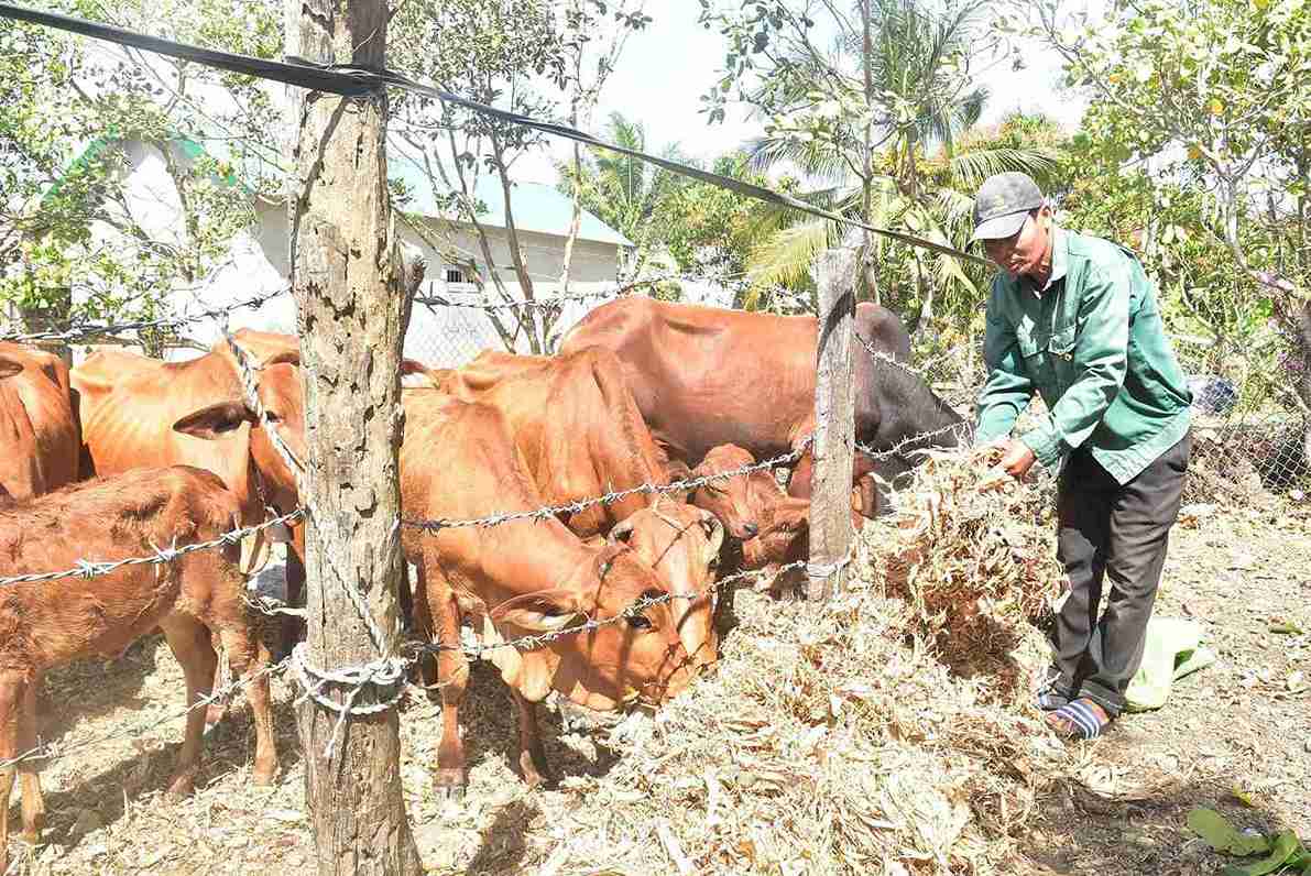 Chan nuoi ho gia dinh duoc xem la chia khoa giup ba con o xa Buon Don co thu nhap on dinh. Anh: Bao Lam