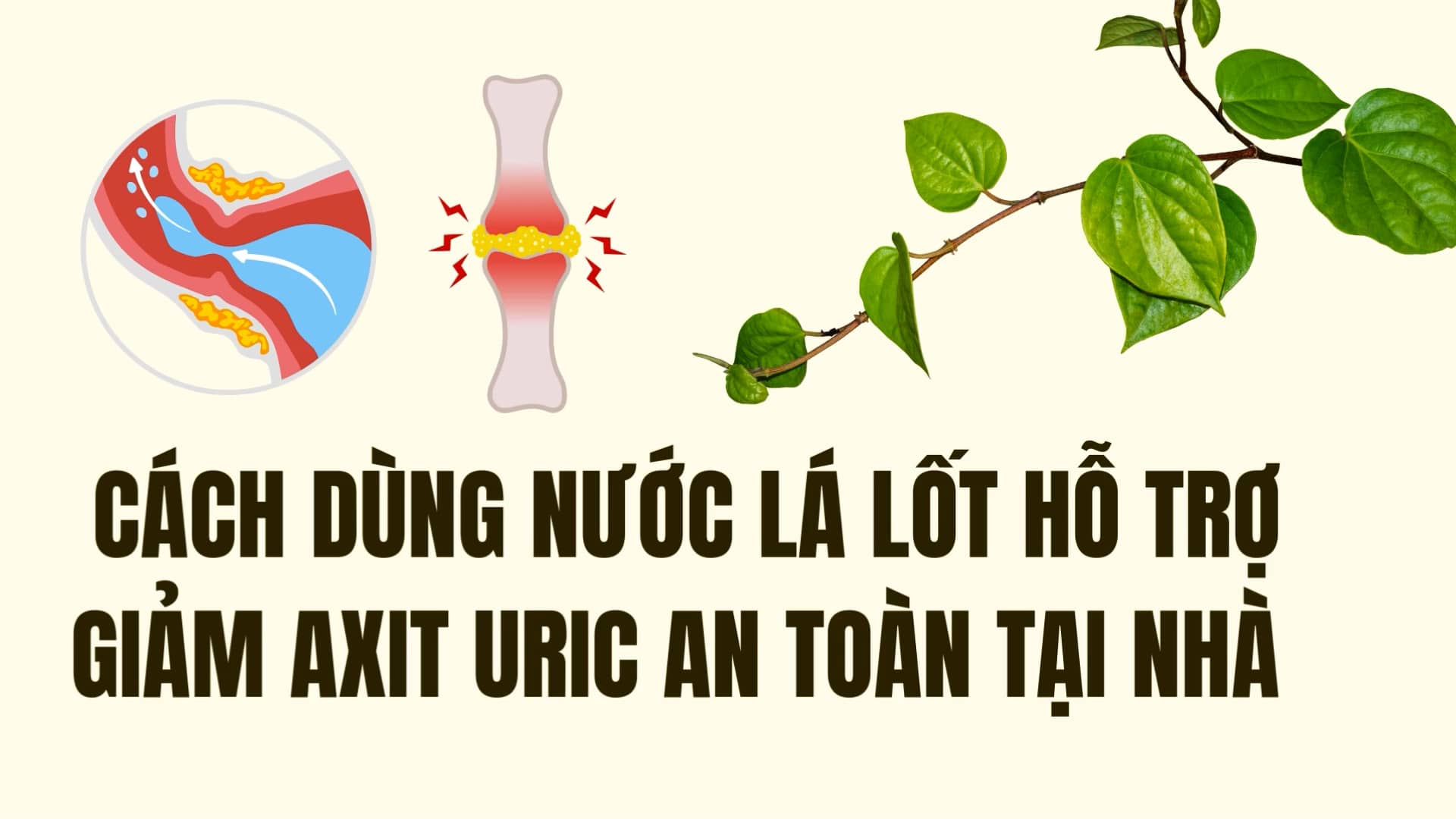 How to use betel leaf water to help reduce uric acid safely at home