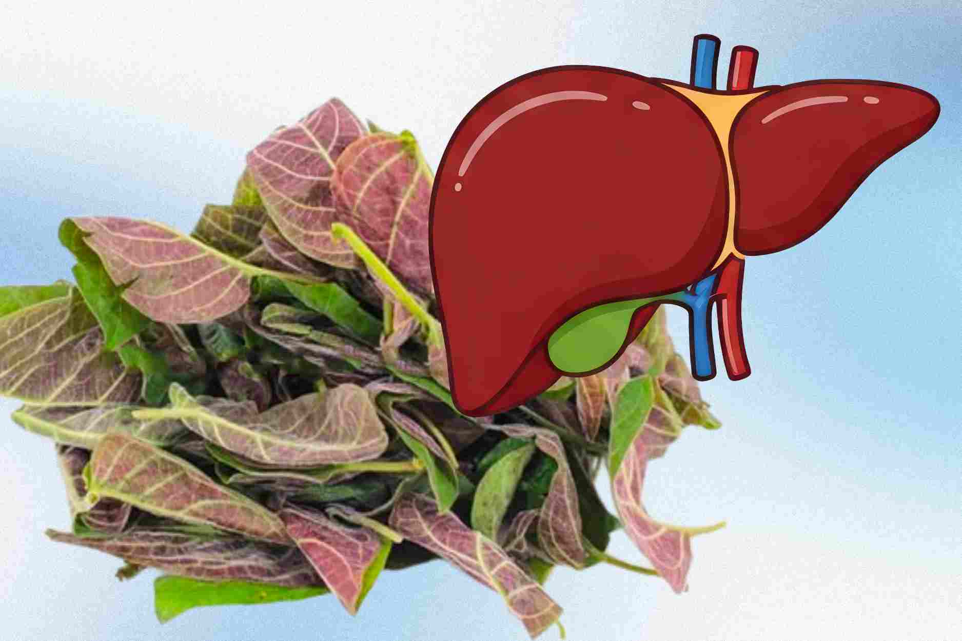 How to use apricot leaves to effectively cool and detoxify the liver