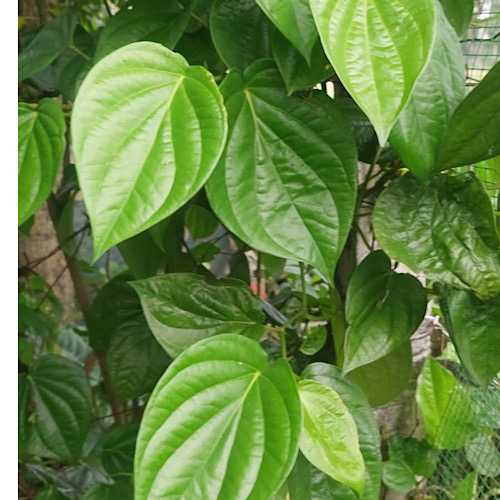 빈랑 잎은 요산 수치를 낮추는 데 도움이 될 수 있습니다. 사진: Quang Minh.