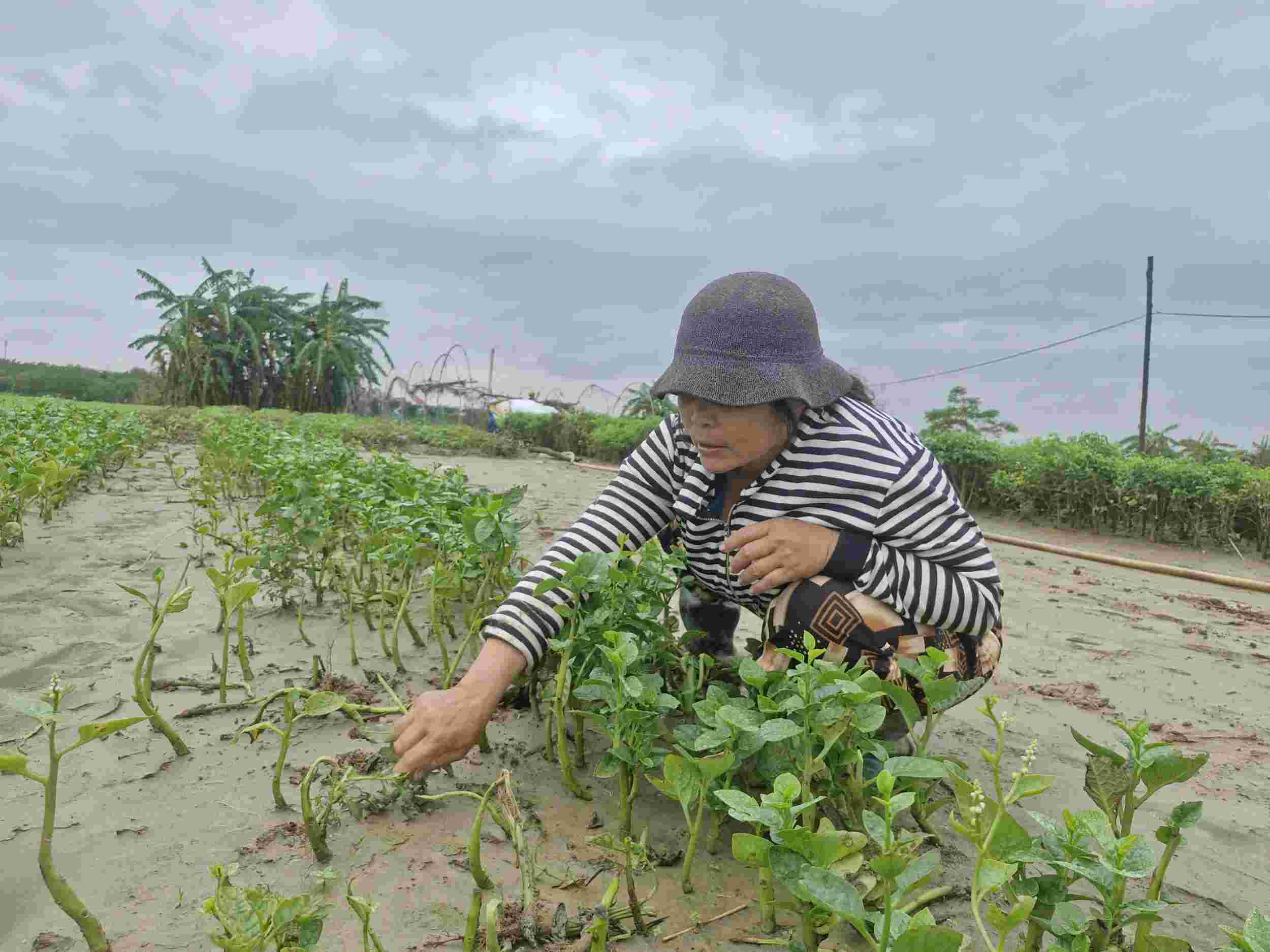 ファン・ティ・チンさん（ダナン州ラ・フォンの野菜栽培者）は、長引く洪水により3,500平方メートルの作物を失った。写真: トゥザン