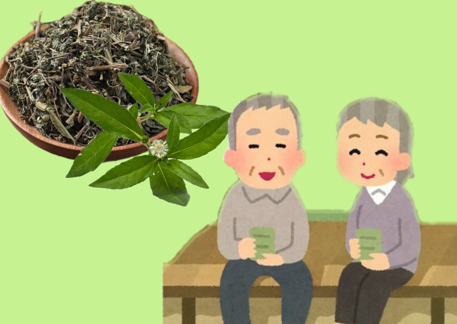 This herb that grows wildly along the road has a very strong liver detoxification effect. Graphics: Phuong Thao