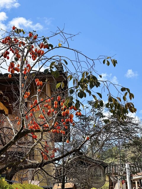 Can canh cay hong qua do thu hut dong dao khach du lich o lang Lo Lo Chai. Anh: Ti Lau