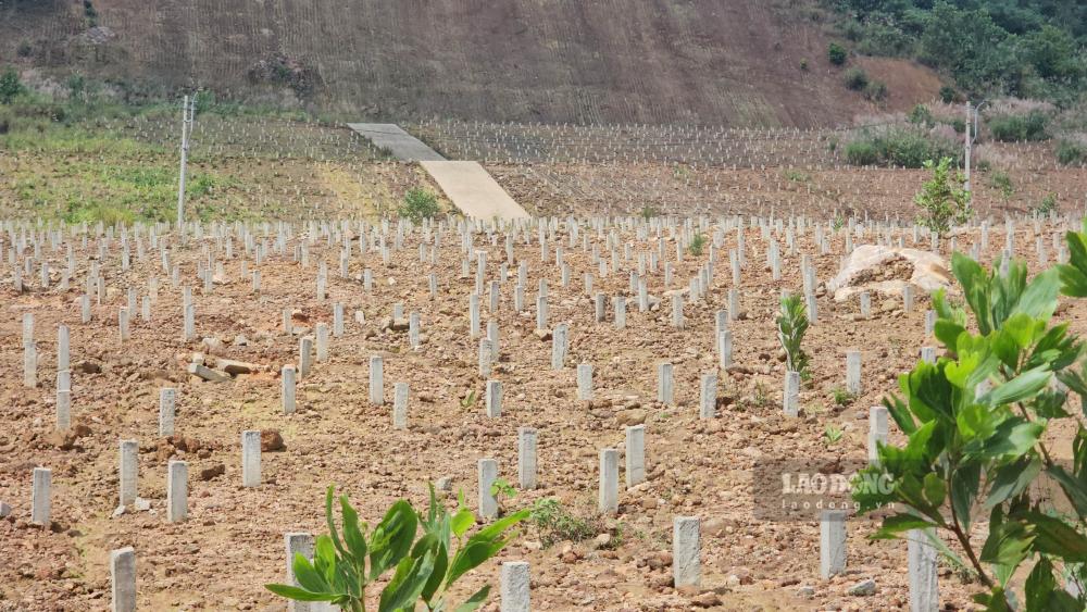 Theo tim hieu, giai doan 1 du an co quy mo gan 8ha, bo tri 4.488 lo mo. Den thang 3.2022, dien tich duoc dieu chinh tang len hon 17ha. 