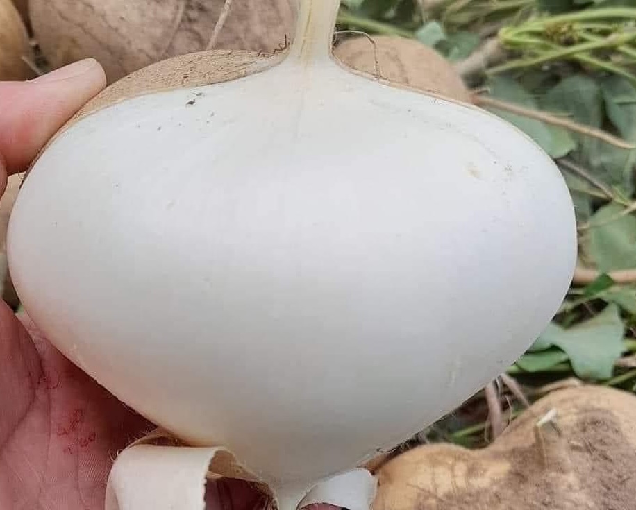 Bean sprouts have the effect of purifying and detoxifying the body that few people know. Photo: Kieu Vu