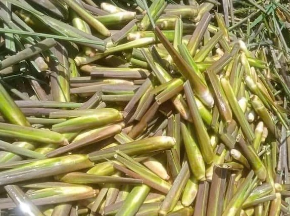This is a vegetable that can support liver detoxification and support weight loss. Photo: Kieu Vu