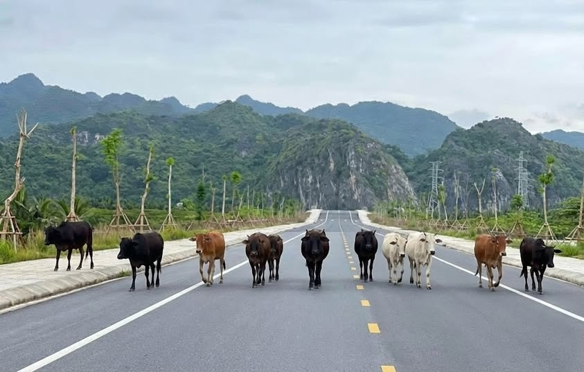 Risque de perte de sécurité routière due au bétail en liberté. Photo : Bureau d'information de la région de Cát Hải Hải Phòng