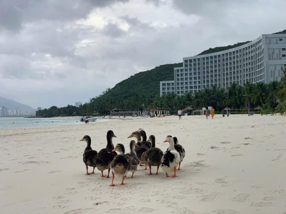 Las inundaciones arrastran a los patos perdidos en el complejo turistico de 5 estrellas en la isla de Hon Tre en Nha Trang. Foto: Thanh Nguyen