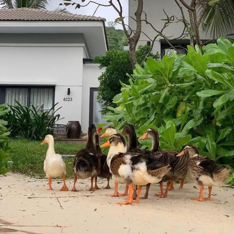 Nuoc lu cuon dan vit troi lac vao khu nghi duong 5 sao ngoai dao o Nha Trang