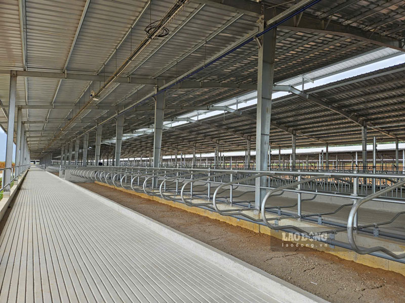 TH Group's cow farm and milk processing factory are about to be completed in Cao Bang. Photo: Tan Van