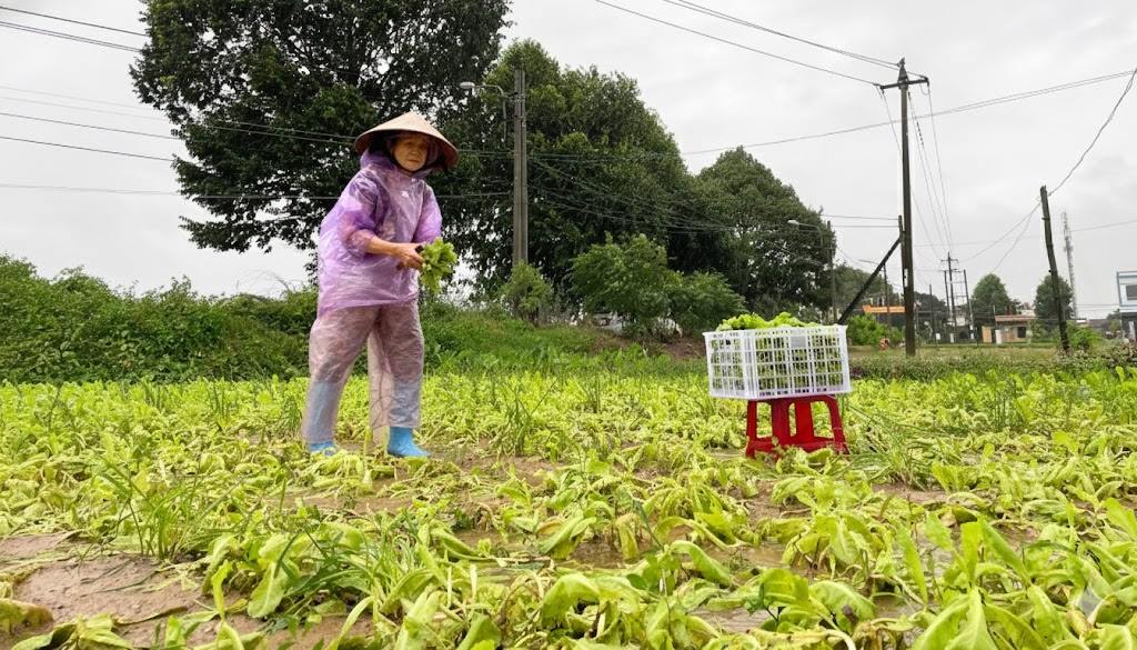 Lut bao lien tiep khien nhieu vung chuyen canh rau o Quang Ngai bi hu hong nang. Anh: Thanh An