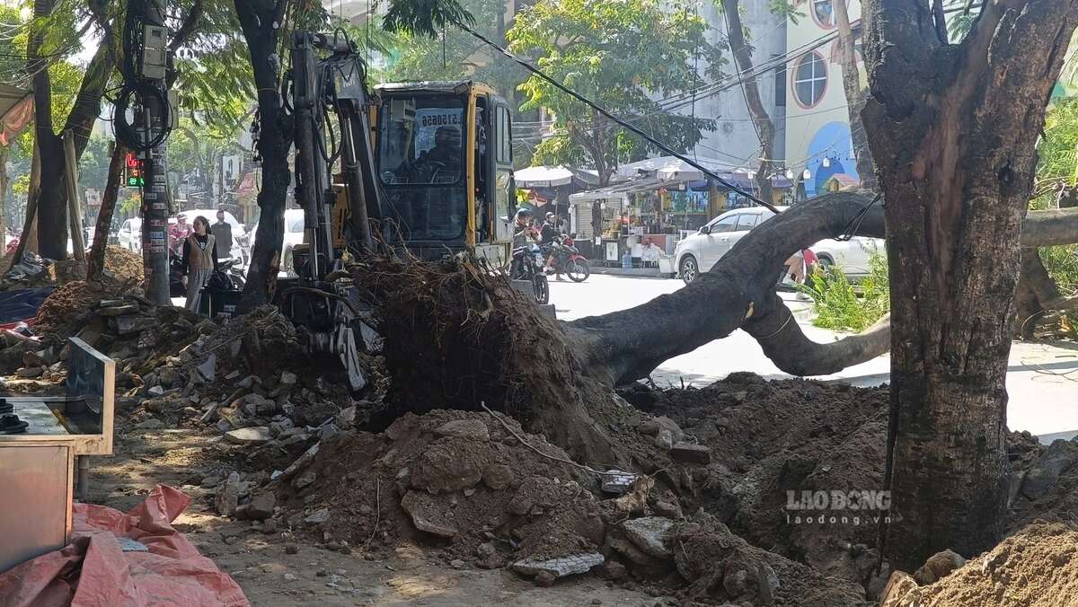 Cay phuong bat goc sau thoi gian dao via he de thi cong. Ảnh: Mai Dung