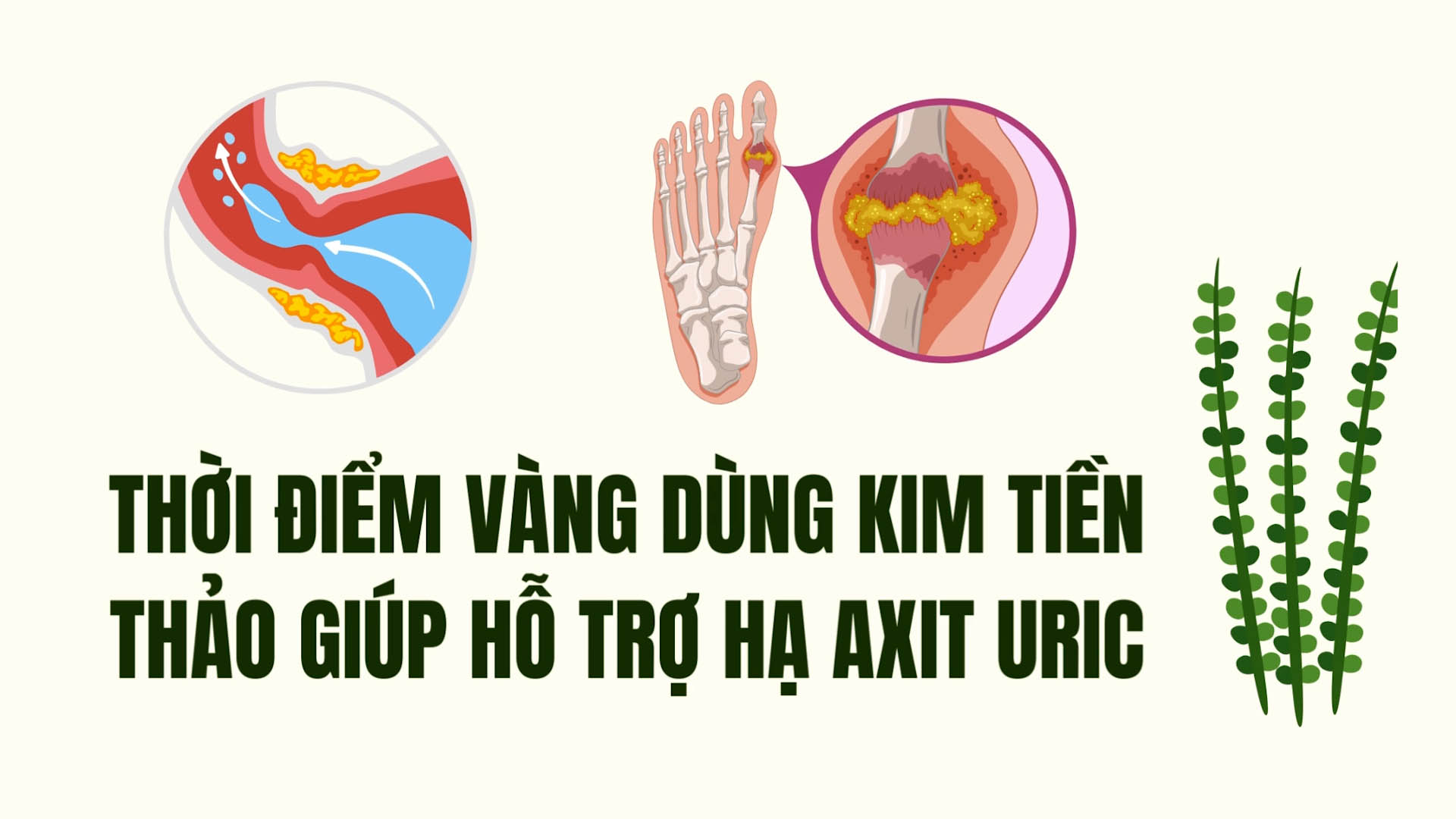 요산 수치를 효과적으로 낮추는 데 도움이 되는 금전초를 사용하는 황금 시간대